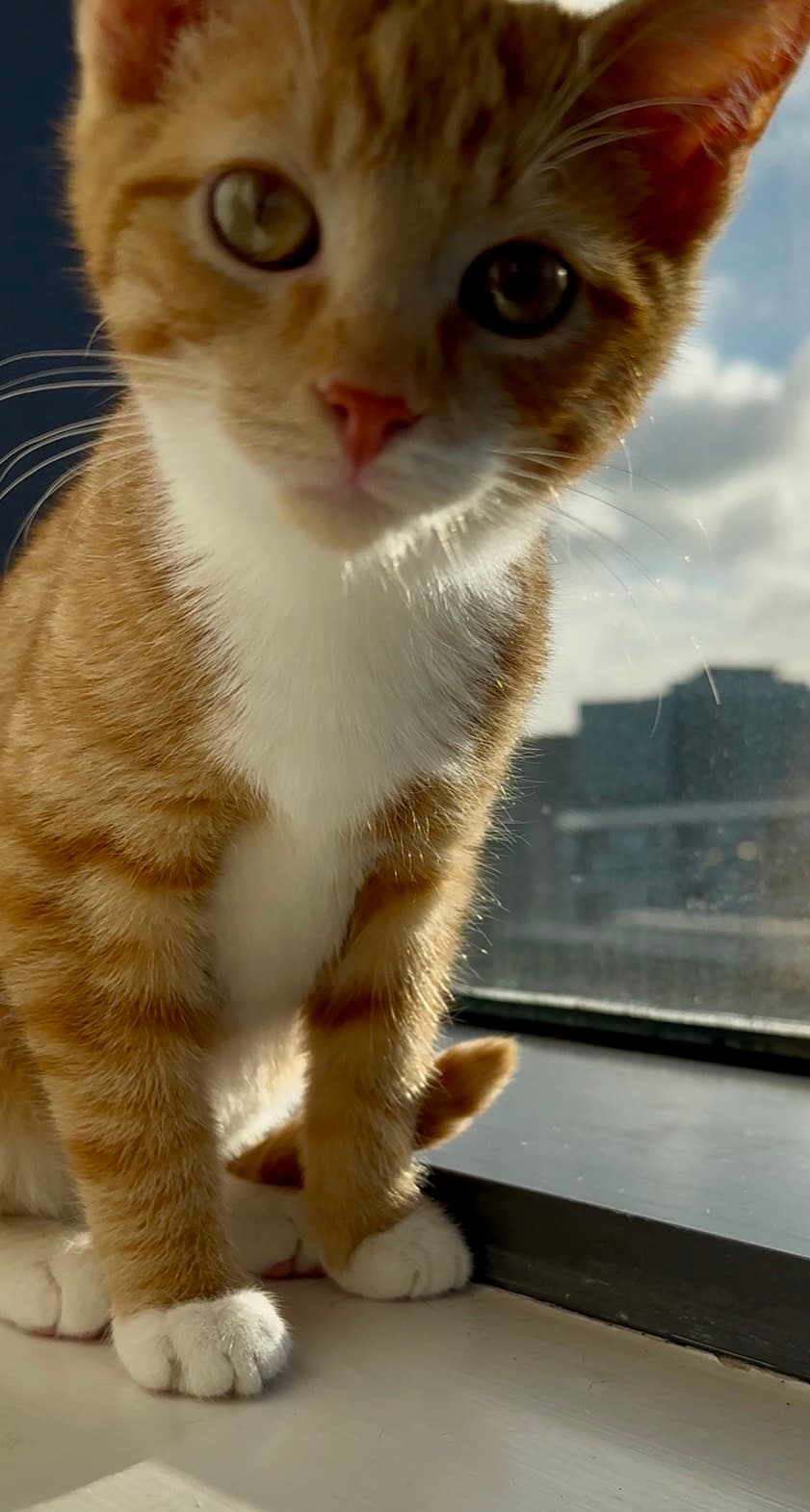 Archie standing by a sunny window