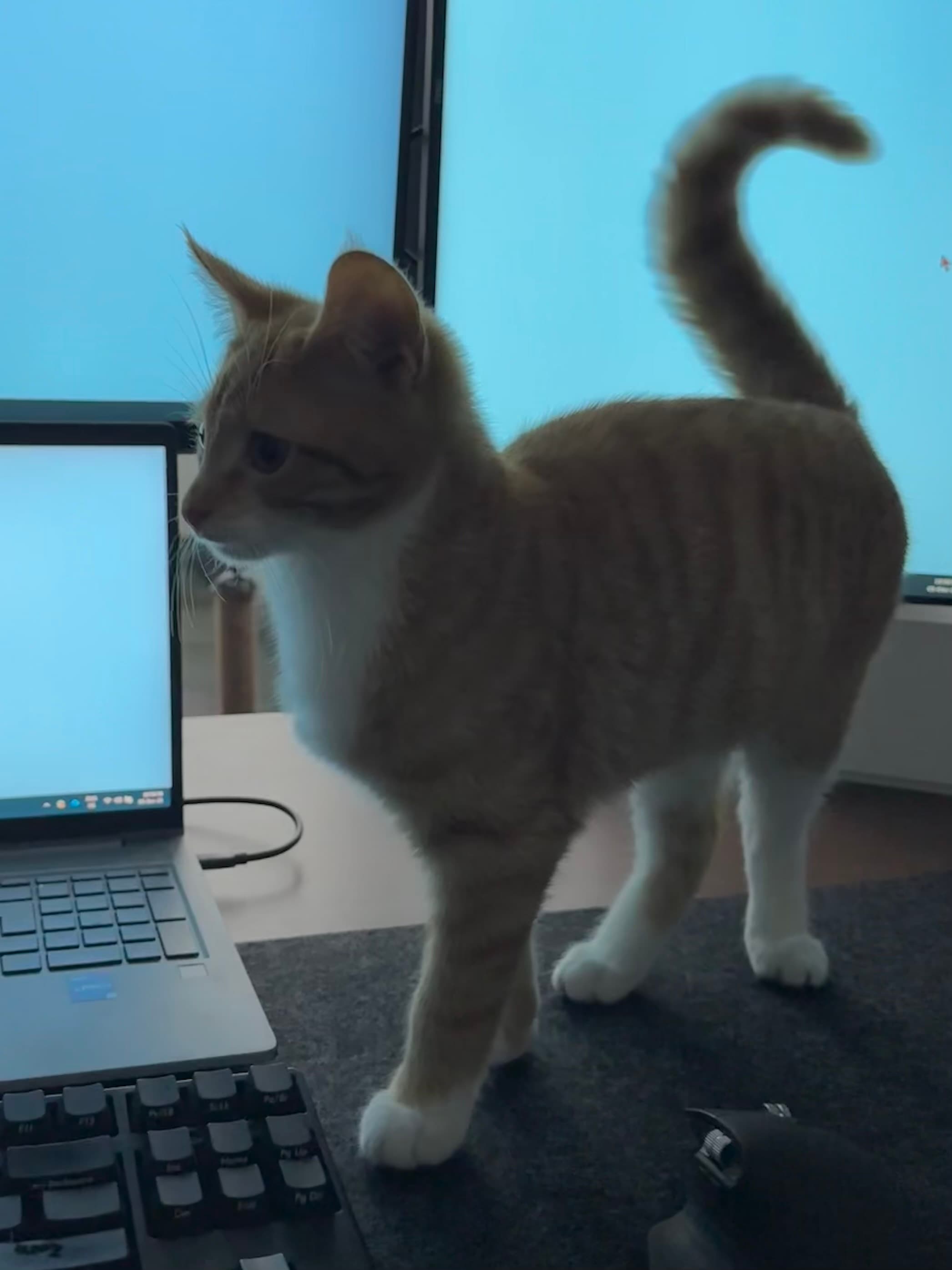 Archie walking across a desk