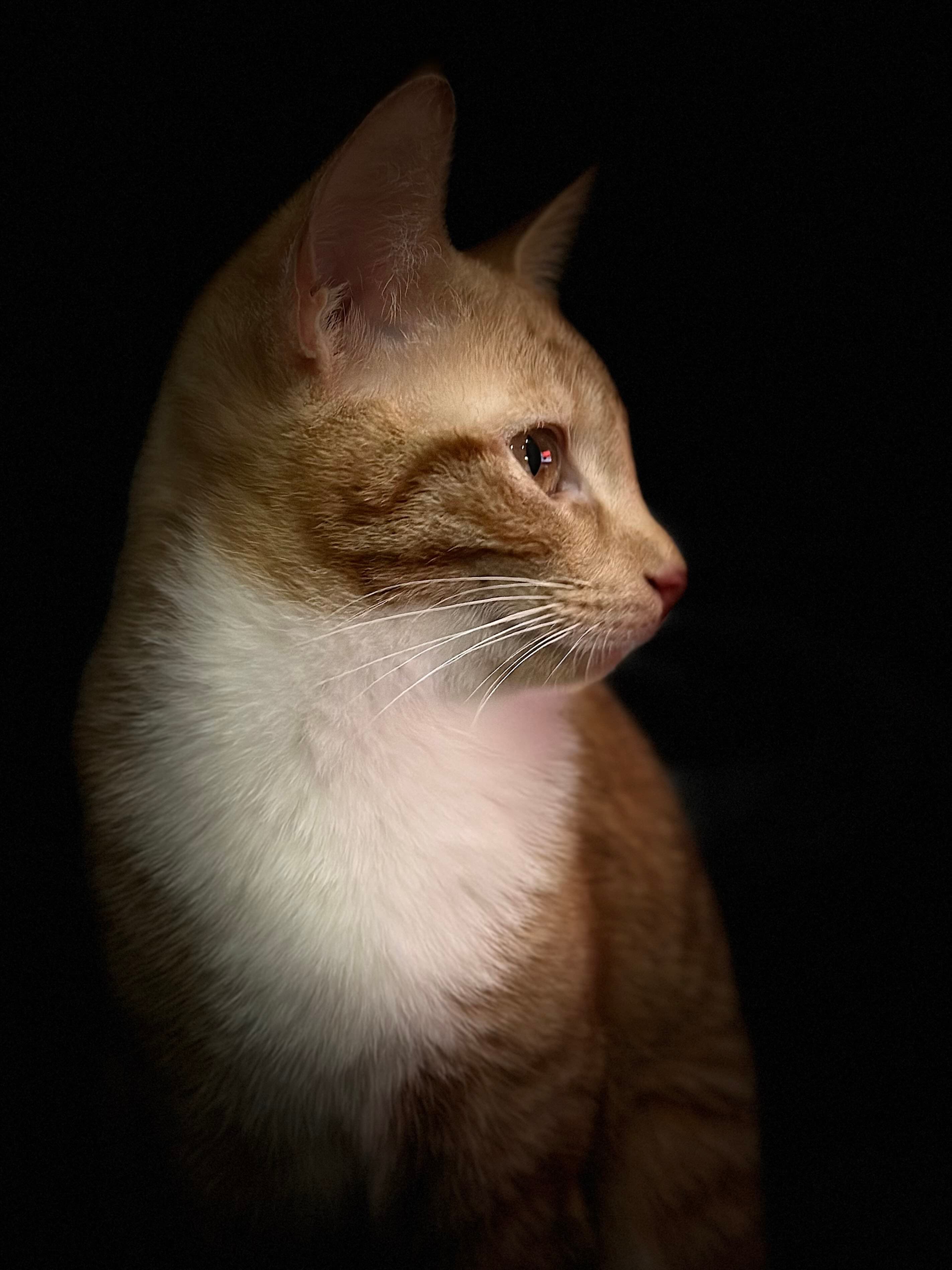 Archie in profile against a dark background