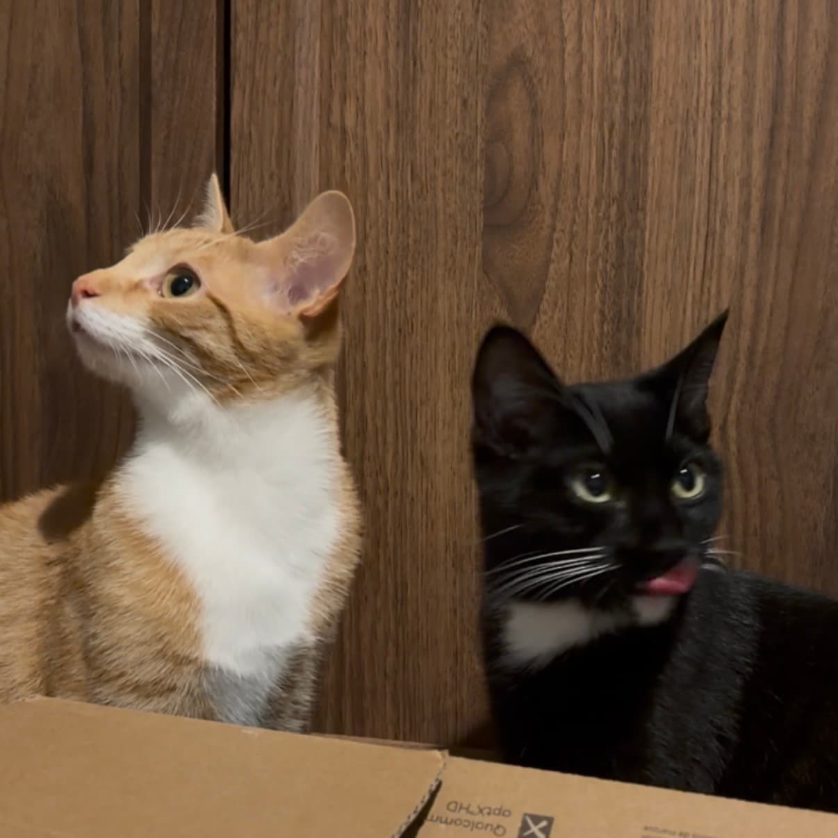 Archie and Minuit sitting together by a wooden wall