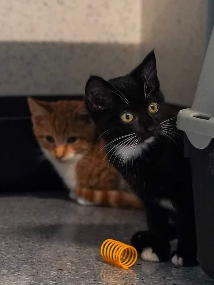 Minuit sitting in front of Archie near a toy