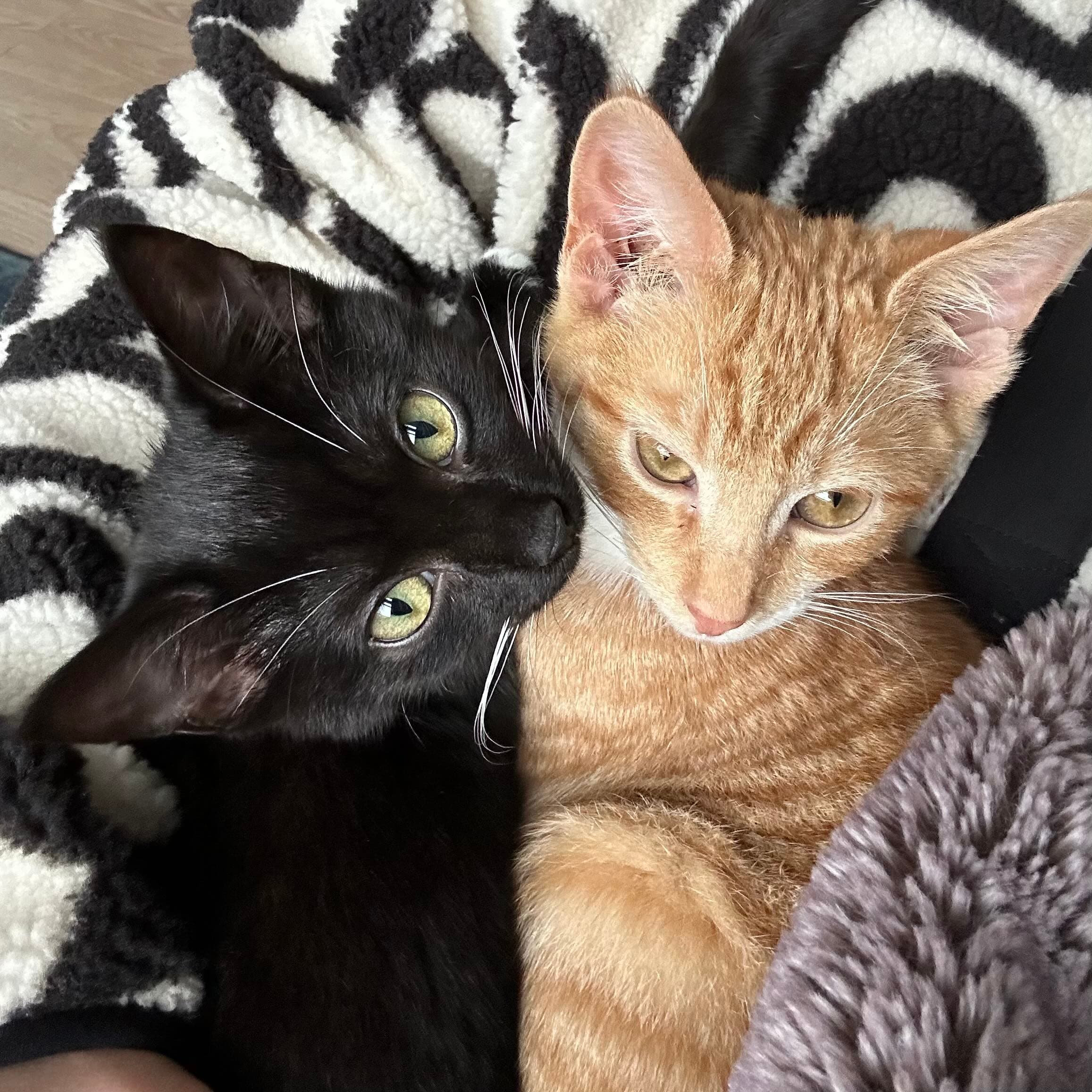 Minuit and Archie resting close together on a blanket