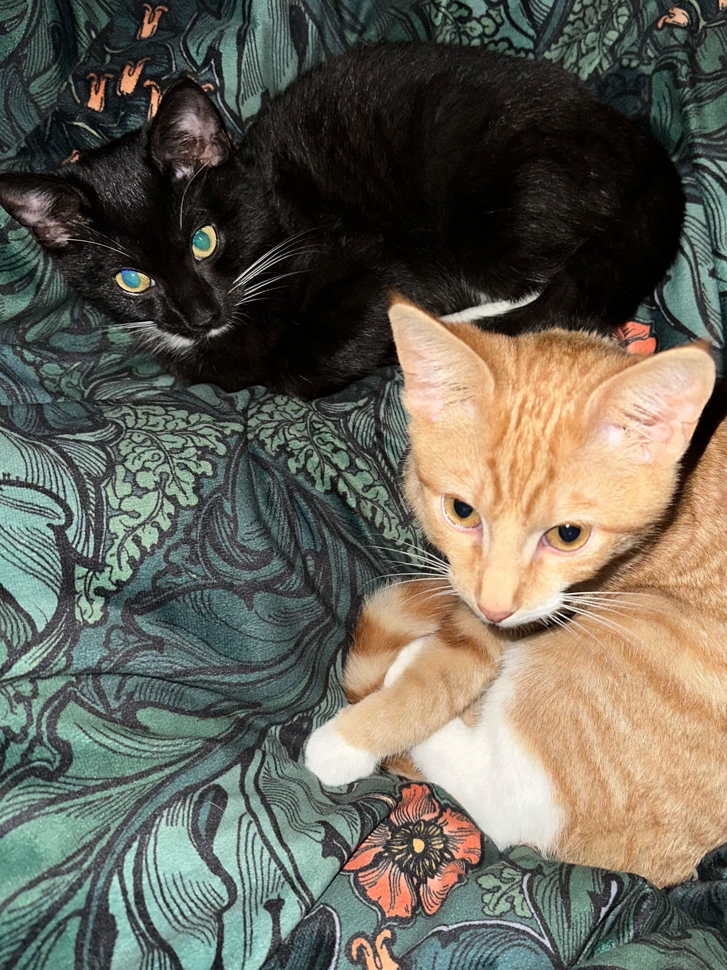 Minuit and Archie lying together on a patterned blanket